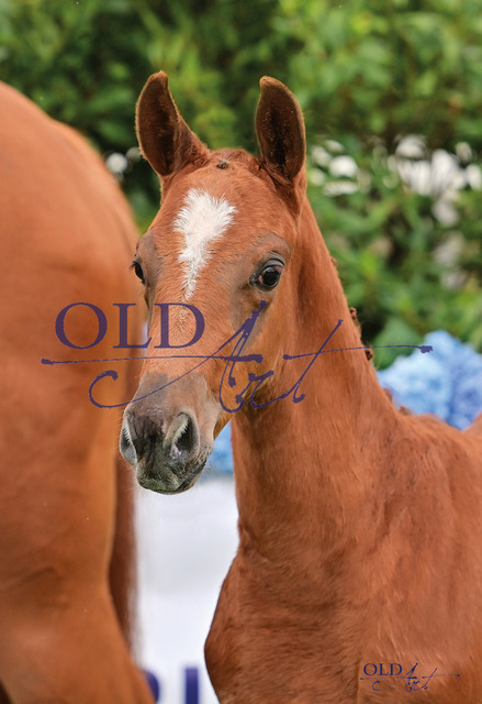 68 Converse DE418180629923 Coeur Rouge - Tangelo v.d. Zuuthoeve - Cornet Obolensky_1 | <meta name="description" content="★Offizieller Merchandise und Foto-/Videostore des Oldenburger Verbandes.★ ✅Jetzt auch digital Ausdrucke erhältlich." />
<meta name="keywords" content="Merchandise Foto-/Videostore Oldenburger Verband Photographie 