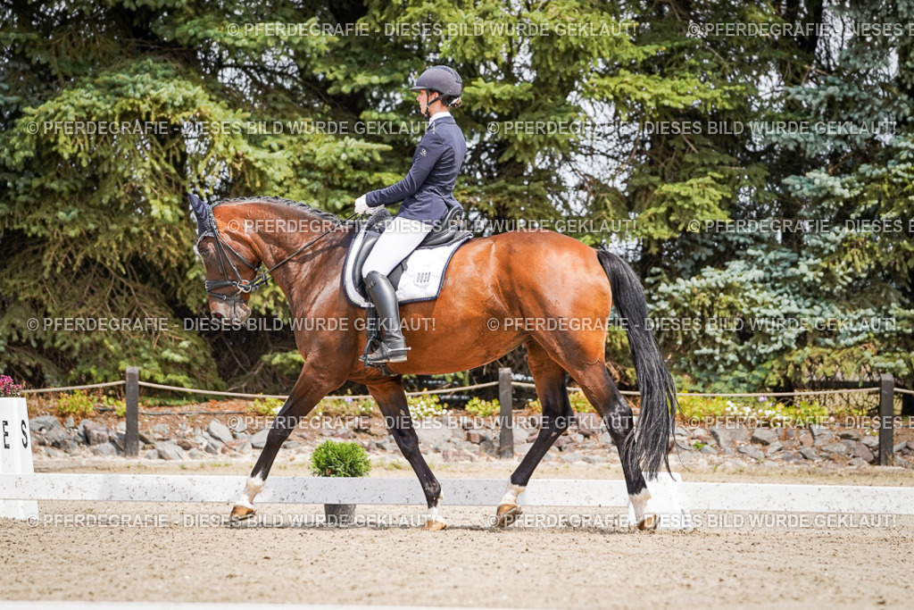 DSC01986 | Pferdegrafie