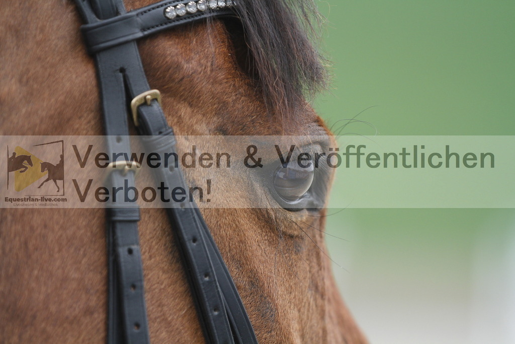 _MG_3634 | equestrian-live-com