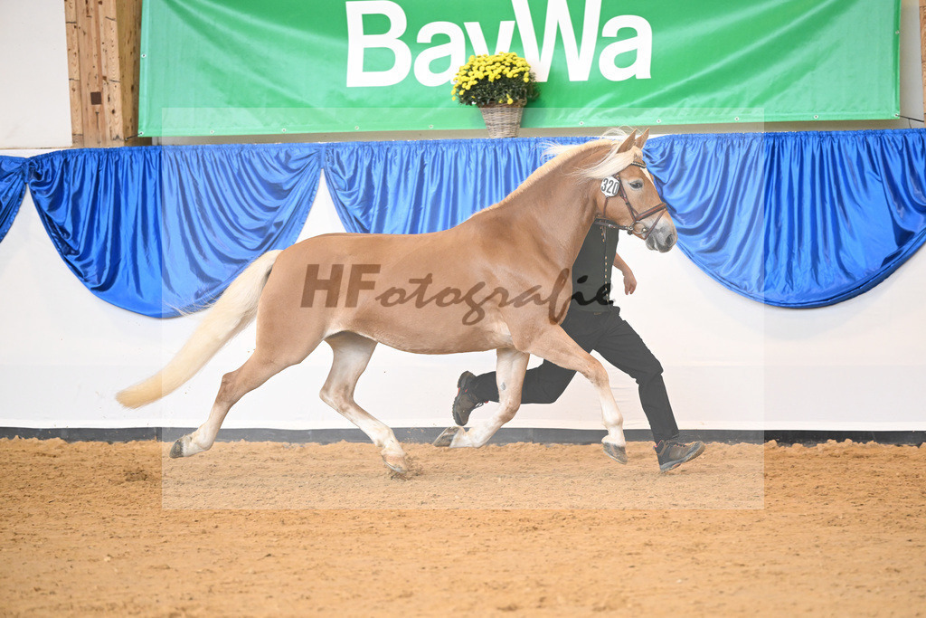 Kat-Nr. 320 Oktavia K_Kappelsberger_54223258 | hf-fotografie - Realisiert mit Pictrs.com