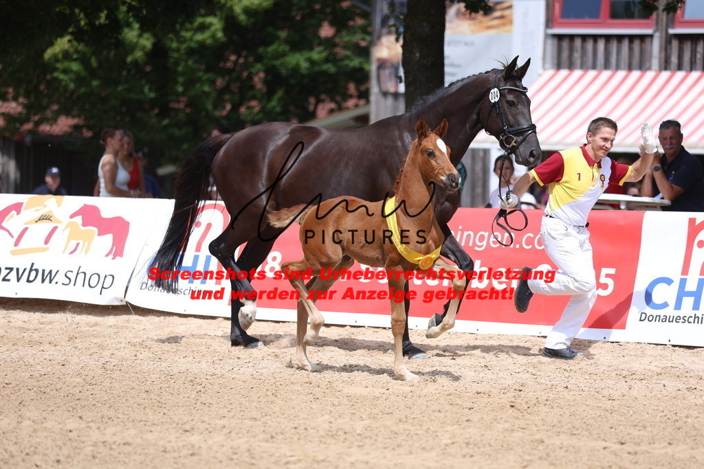 Fohlenschau_Schwäbisch_Hall_dressurbetonte_Fohlen_SIEGERFOHLEN_KN 4_20 | lmwpictures - Realisiert mit Pictrs.com