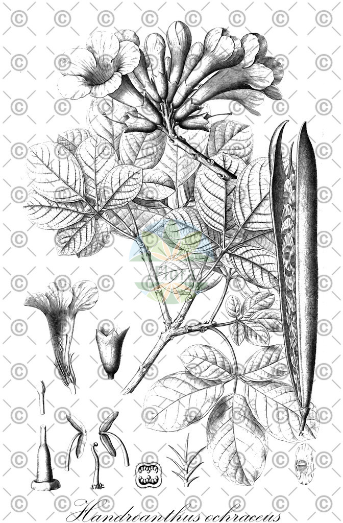 HistAbb_wfo-0000979203_1_ENZY_Simple | Historische Abbildung von Handroanthus ochraceus - Bignoniaceae | Historical Illustration of Handroanthus ochraceus - Bignoniaceae