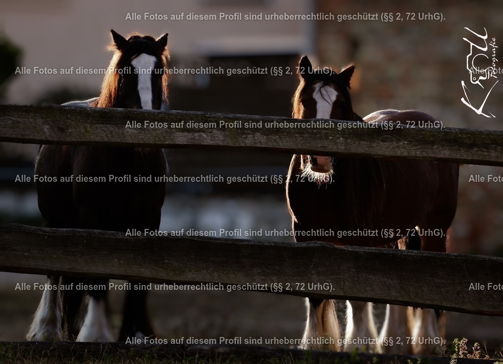 Photo_1726419045501 | krollfotografie - Realisiert mit Pictrs.com