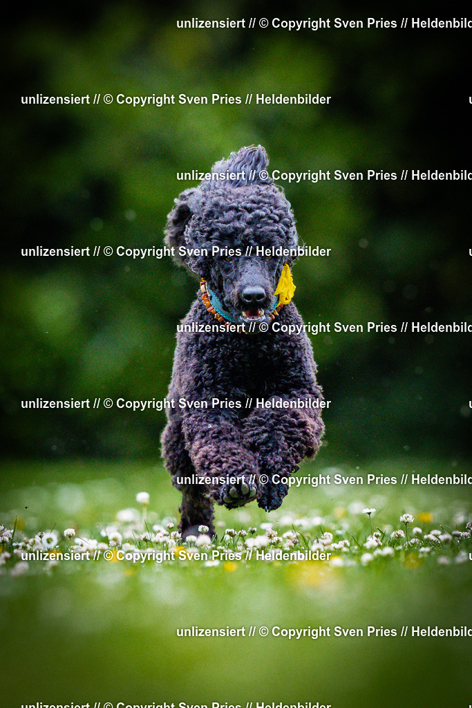 Sven Pries | 2025-05-29 - Pudelrennen KA-Durlach - Realisiert mit Pictrs.com