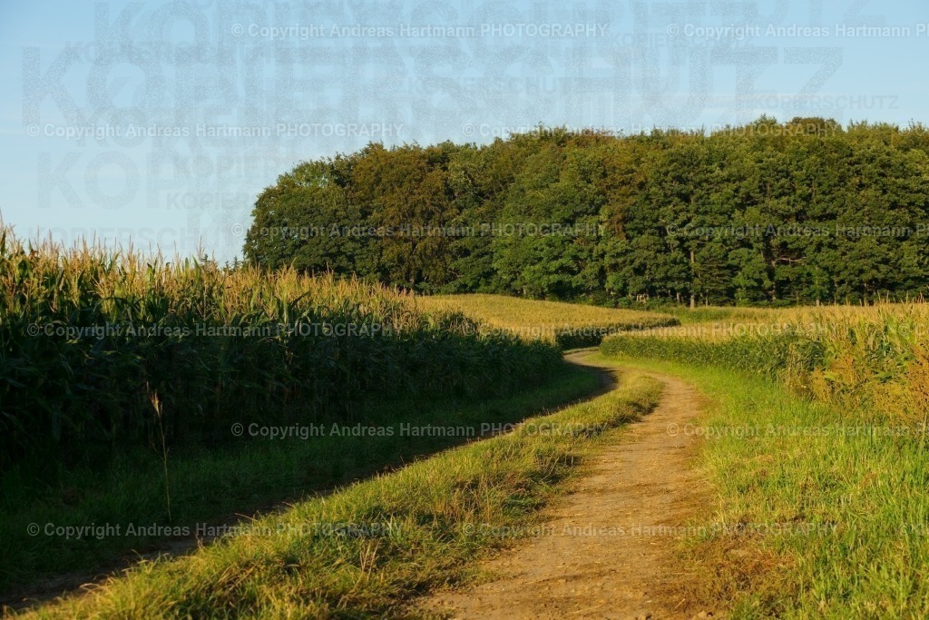 Weg durchs Maisfeld | Weg durchs Maisfeld - Realisiert mit Pictrs.com