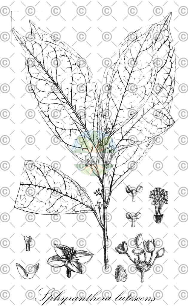 HistAbb_EMP_18064_7_FloraD_Simple | Historische Abbildung von Sphyranthera lutescens - Euphorbiaceae | Historical Illustration of Sphyranthera lutescens - Euphorbiaceae