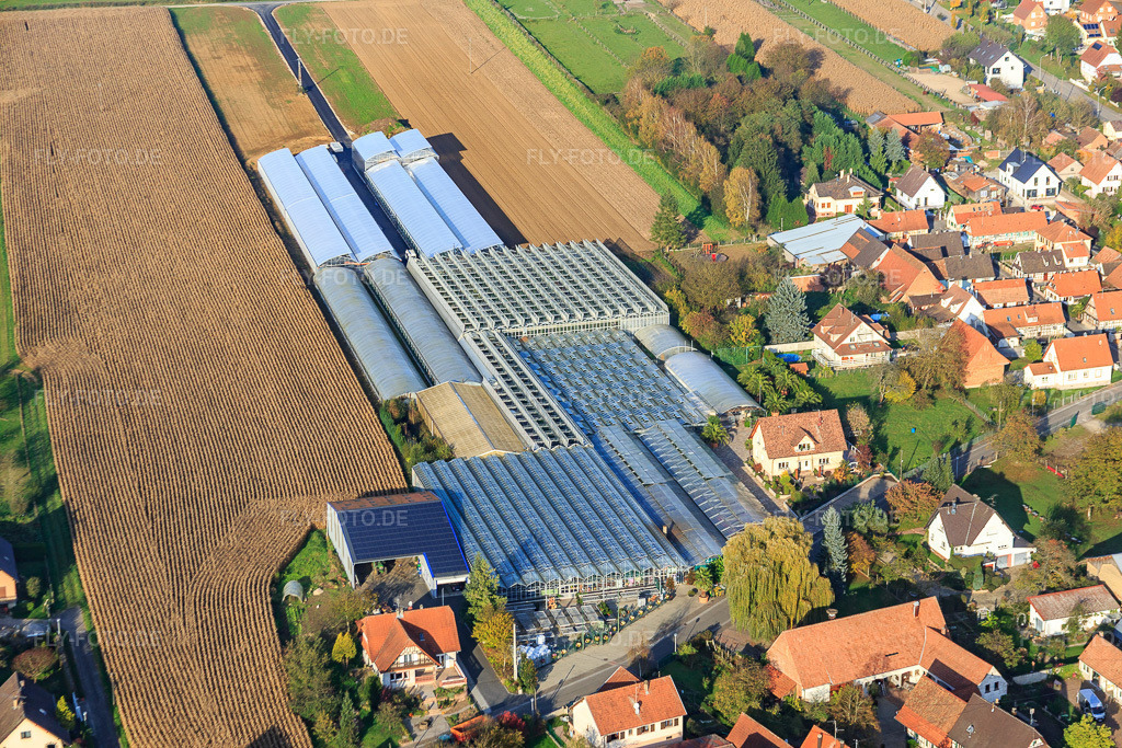 Luftbild: Gewächshäuser von Les Serres Fleuries in Niederrœdern im Bundesland Bas-Rhin in Frankreich.Foto: IMG_075668.jpg vom 01.11.2014 durch Werner Riehm/FLY-FOTO.deAuflösung des Originals: 5472 x 3648 px