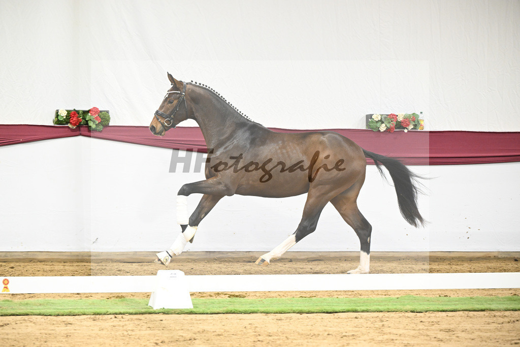 Kat-Nr. 35 Va Bene x San Amour I_Gestuet Greim_47251229 | hf-fotografie - Realizzato con Pictrs.com