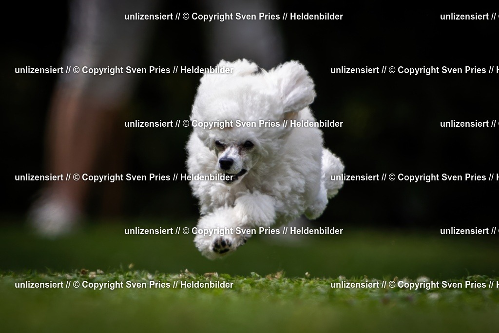 Sven Pries | 19. Allgemeines Hunderennen Karlsruhe Durlach - Realisiert mit Pictrs.com