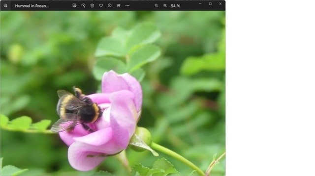 hummel-in-rosenbluete | Verkauf von Fotos und  Videoclips zumThema Natur.Motive sind Pflanzen, Tiere, Landschaftenund Wetter - Realisiert mit Pictrs.com