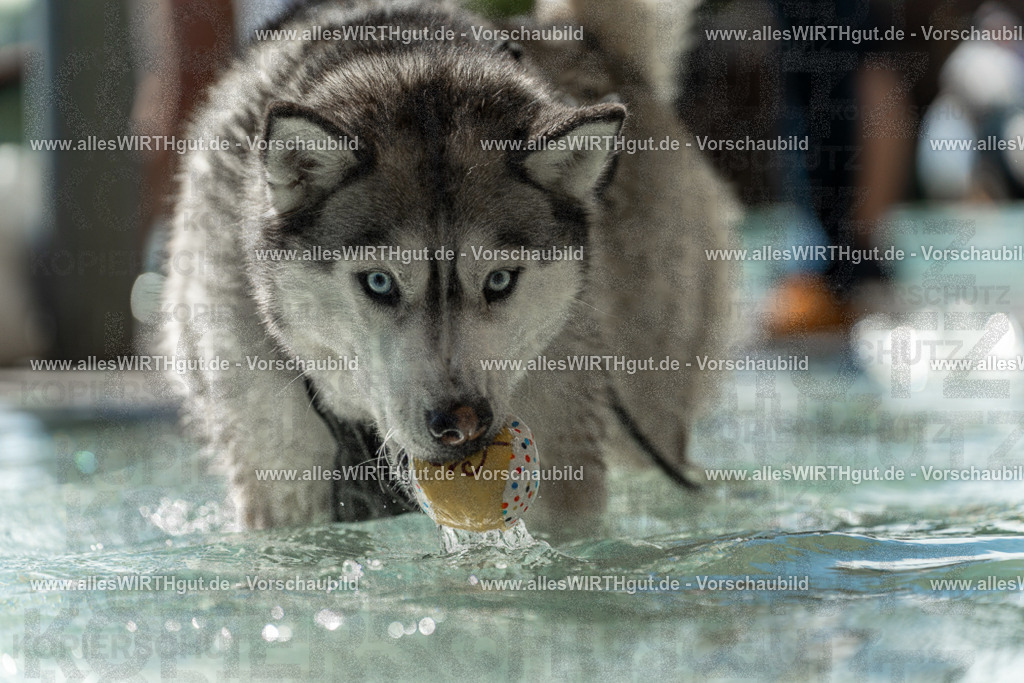 Hundeschwimmen_Volksbad_2026-allesWIRTHgut_Tierfotografie-2609061354-7R500960 | Professionelle Tierfotografie in Mönchengladbach von Daniel Wirth (allesWIRTHgut). Liebevolle & natürliche Bilder von Hunden & Katzen für unvergessliche Erinnerungen.