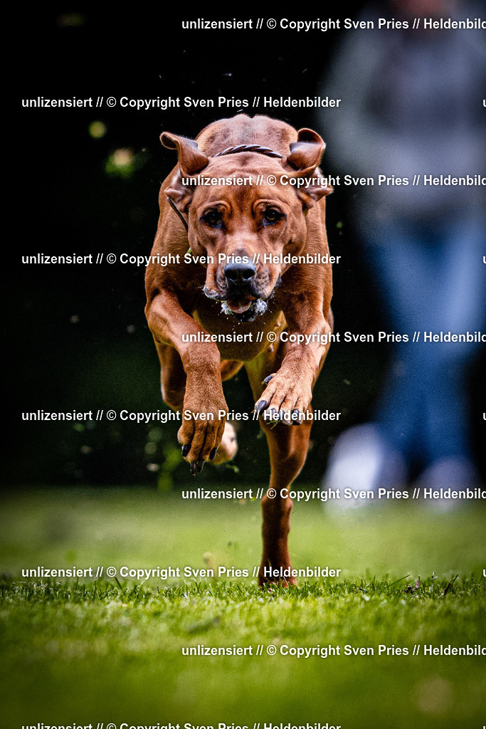 Sven Pries | 2025-10-03 - Hunderennen Obergrombach - Realisiert mit Pictrs.com