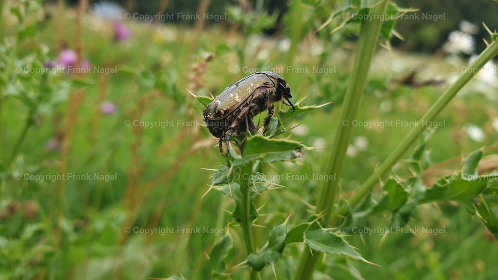 Bronze-grüner Rosenkäfer | Der Bronze Grüne Rosenkäfer ist aufgrund  seiner ökologischen Bedeutung ein wichtiger Bestandteil der europäischen Fauna. Er steht auf der roten Liste der bedrohten Tierarten. Er wurde auf einer Feldwiese am Nonnensee nahe der Stadt Bergen auf Rügen fotografiert - Realisiert mit Pictrs.com