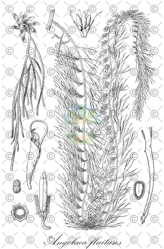 HistAbb_wfo-0000536542_117_ENZY_Simple | Historische Abbildung von Angolaea fluitans - Podostemaceae | Historical Illustration of Angolaea fluitans - Podostemaceae