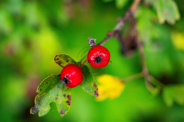 Rote Beeren des Weißdorns | zwei Rote Beeren vom Weißdorn Busch - Realisiert mit Pictrs.com