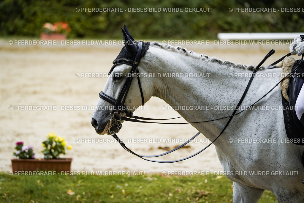 DSC08670 | Pferdegrafie