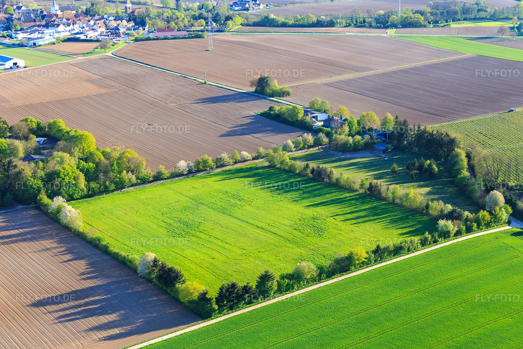 Luftbild: Koppel von Trakehner-Friedrich in Minfeld im Bundesland Rheinland-Pfalz in Deutschland. Foto: IMG_077333.jpg vom 21.04.2015 durch Werner Riehm/FLY-FOTO.de
