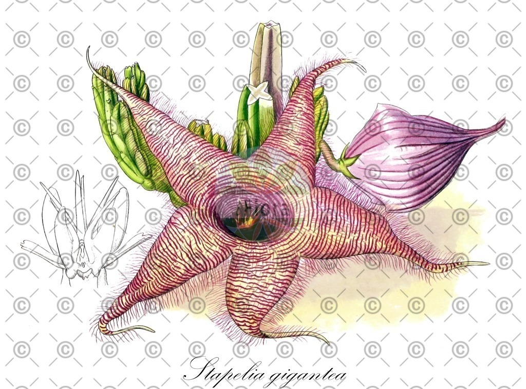 HistAbb_wfo-0001104687_1_ENZY_Simple | Historische Abbildung von Stapelia gigantea - Apocynaceae | Historical Illustration of Stapelia gigantea - Apocynaceae