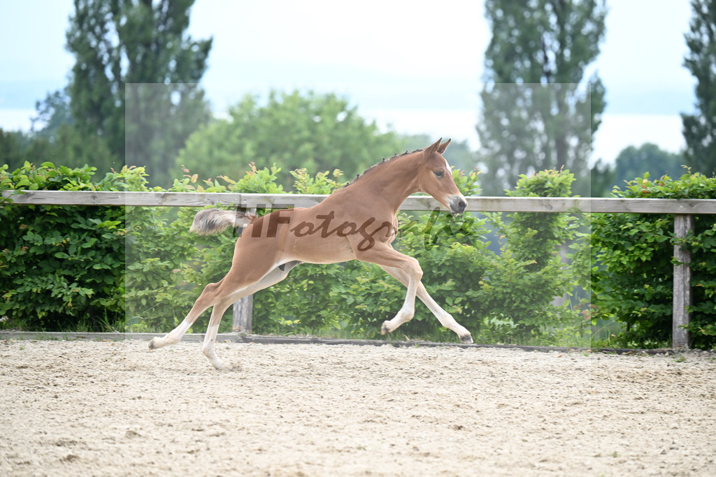 Kat-Nr. 21 Kartals Emerald x Hickstead White_HF_Eder_14250669 | hf-fotografie - Realisiert mit Pictrs.com
