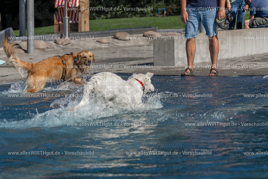Hundeschwimmen_Volksbad_2026-allesWIRTHgut_Tierfotografie-2609061057-FAY06063 | Professionelle Tierfotografie in Mönchengladbach von Daniel Wirth (allesWIRTHgut). Liebevolle & natürliche Bilder von Hunden & Katzen für unvergessliche Erinnerungen.