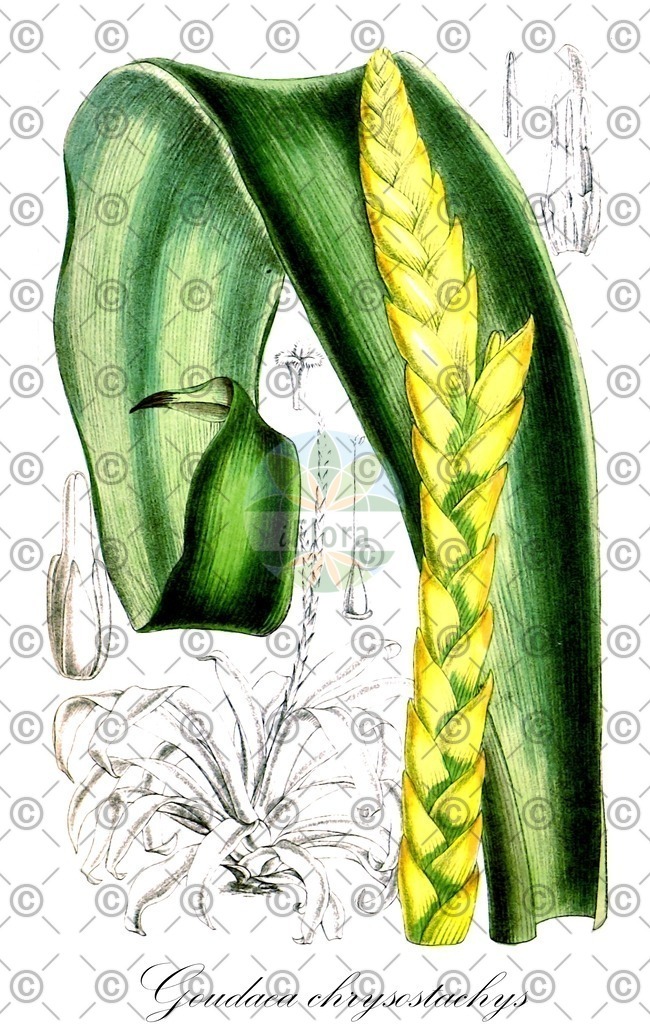HistAbb_wfo-0000708396_1_ENZY_Simple | Historische Abbildung von Goudaea chrysostachys - Bromeliaceae | Historical Illustration of Goudaea chrysostachys - Bromeliaceae