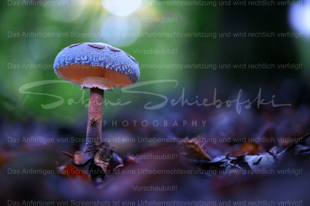 Wandbild Schirmling | People- und Tierfotografie, Imageaufnahmen, Veranstaltungsfotografie und Wandbilder aus der Natur ★ Made in Germany ✔️ Druck + Downloads ✔️ Naturfotografie in Top Qualität ★ schneller Versand, weltweite Lieferung! - Realisiert mit Pictrs.com