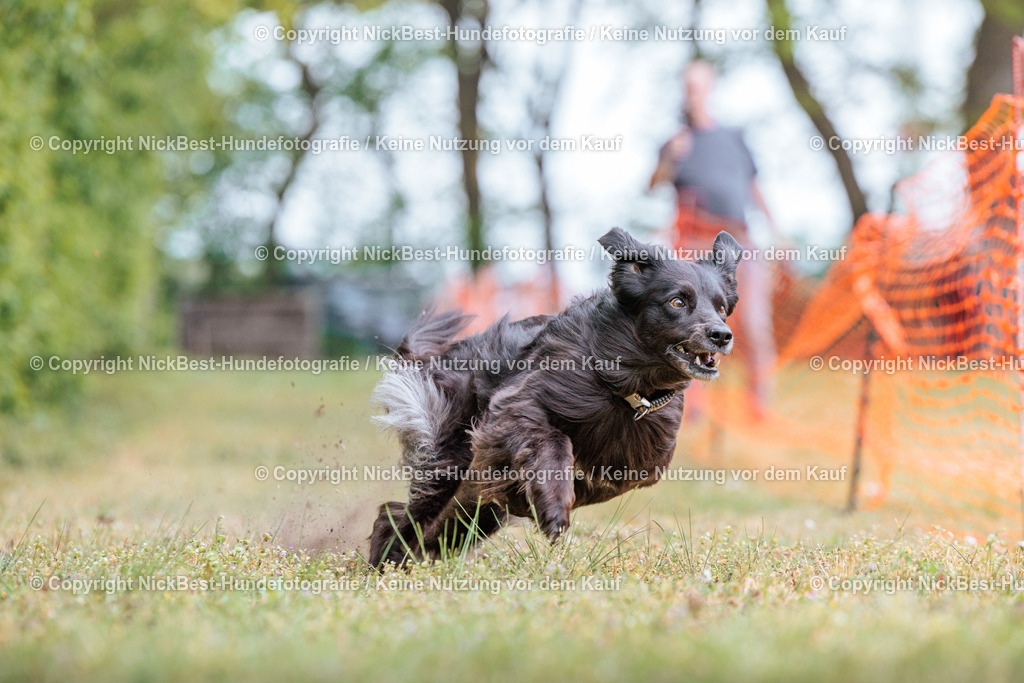 Sage Hunderennen Frühlingsfest-2026-Nickbest-Hundefotografie-0747 | Dein Hund! Dein Moment! Deine Erinnerungen! Hundefotografie in Bremen Blumenthal. Ich fange die besonderen Momente deines Vierbeiners ein – ob Indoor mit Blitzanlage oder in der freien Natur. Sicher dir dein Moment und dein Termin für eure Erinnerungen.