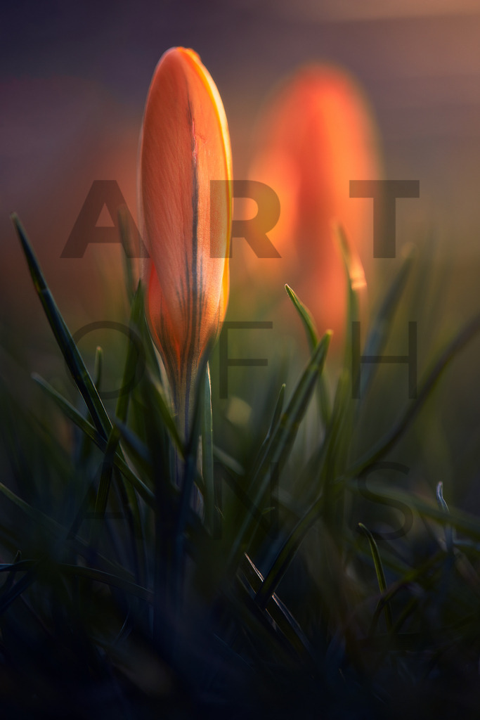 Ein Hans Fineart Original | Entdecke die Kunst von Hans Fineart - Fotografien für dein Zuhause. Verwandle deine Wände mit einzigartigen Kunstwerken und bringe die Schönheit der Welt in dein Leben. Bestelle jetzt und schaffe einen Ort der Inspiration und Eleganz.