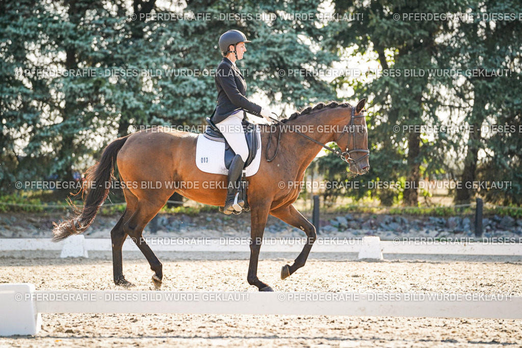 DSC08436 | Pferdegrafie