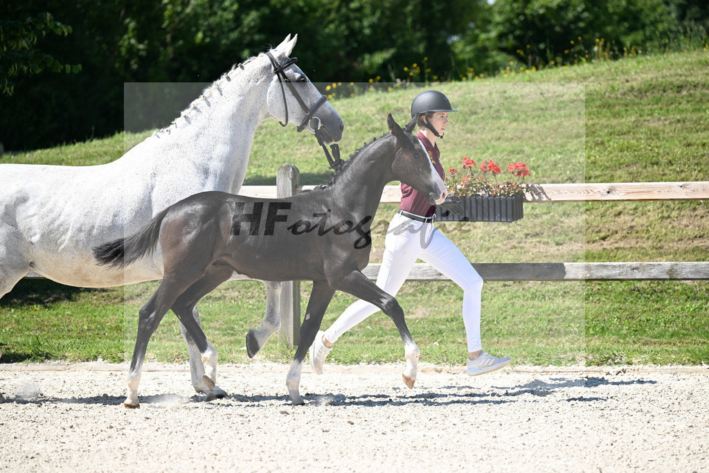 Kat-Nr. 15 Cullinen du Borget B x Zirocco Blue_HF_Pollnow_24250324 | hf-fotografie - Realisiert mit Pictrs.com