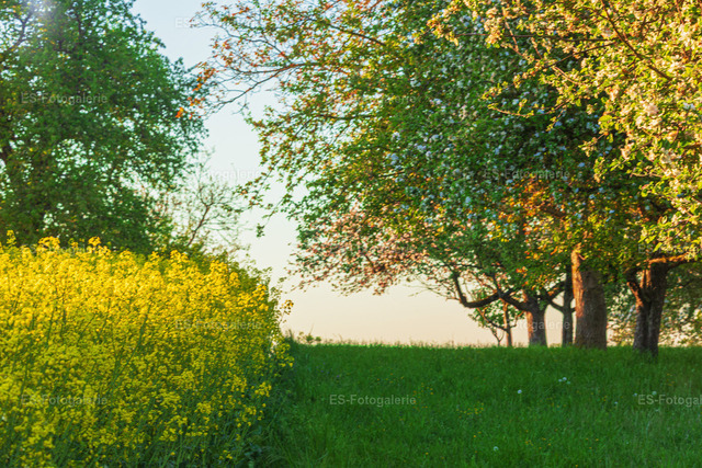 Frühlingslandschaft mit Rapsfeld