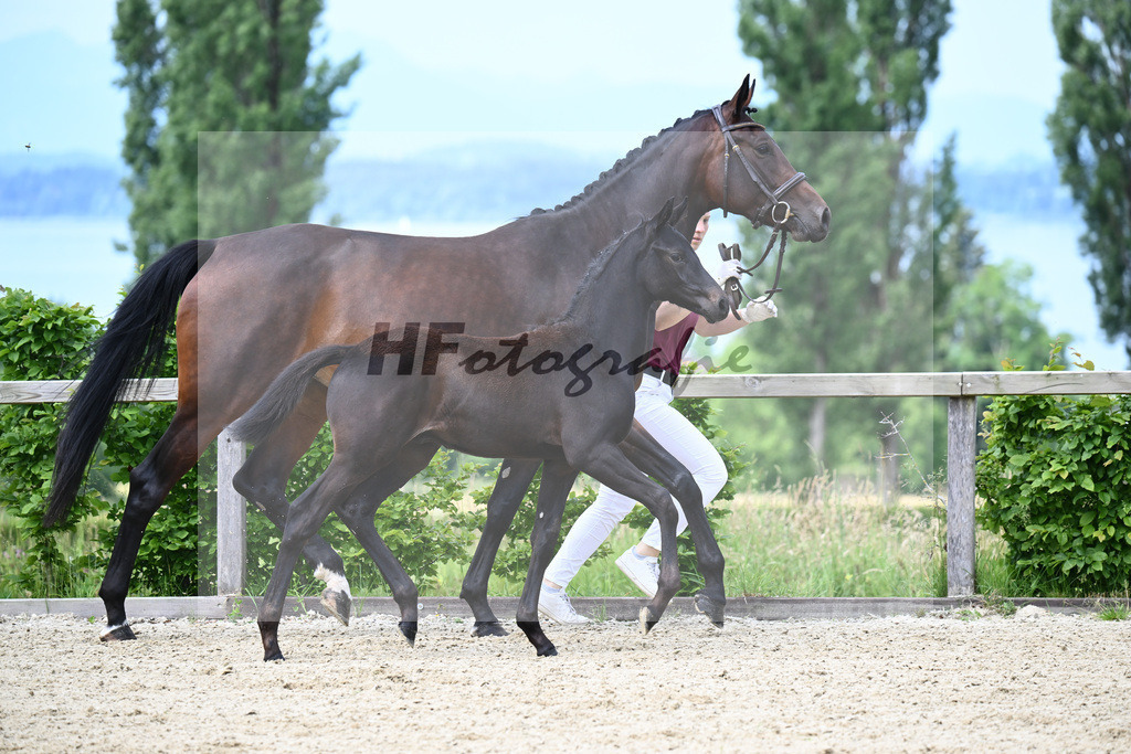 Agamamdon XX x Conthargos_HF_Lehmann_19240100 | hf-fotografie - Realisiert mit Pictrs.com