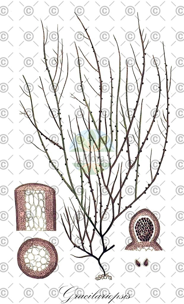 HistAbb_4QJD_3_ENZY_Simple | Historische Abbildung von Gracilariopsis - Gracilariaceae (0) | Historical Illustration of Gracilariopsis - Gracilariaceae (0)