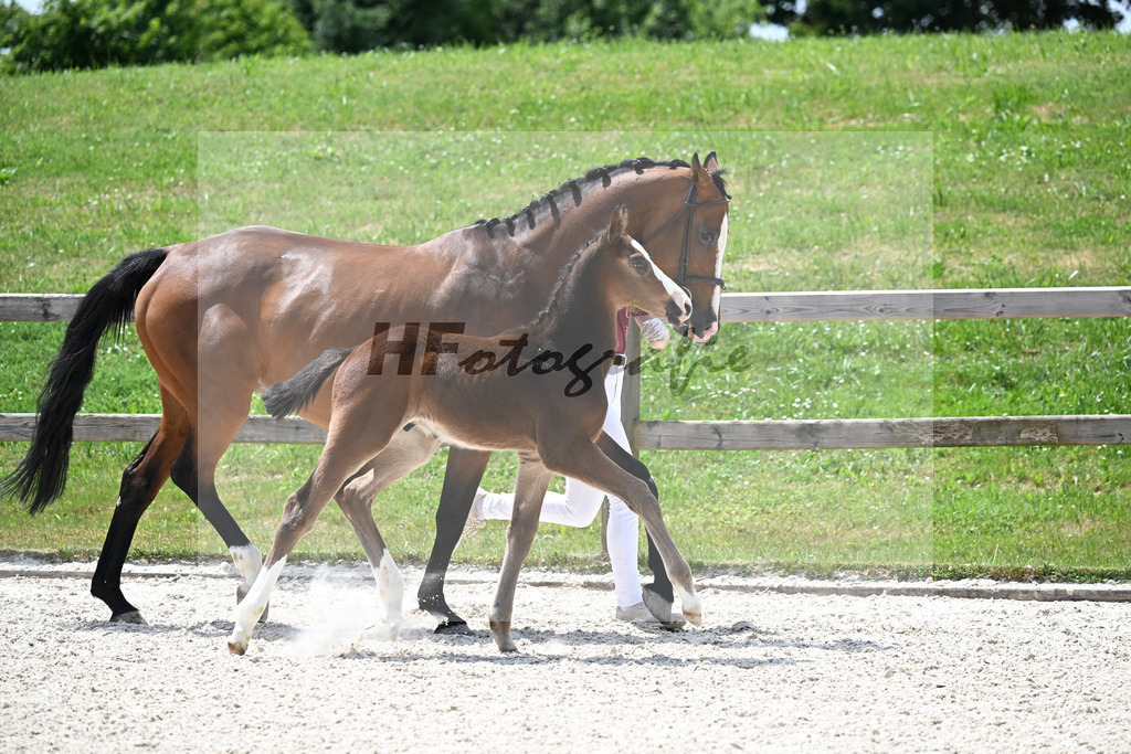 Kat-Nr. 32 Grandorado TN x Casall_HF_Scheuerer_15250805 | hf-fotografie - Realizzato con Pictrs.com