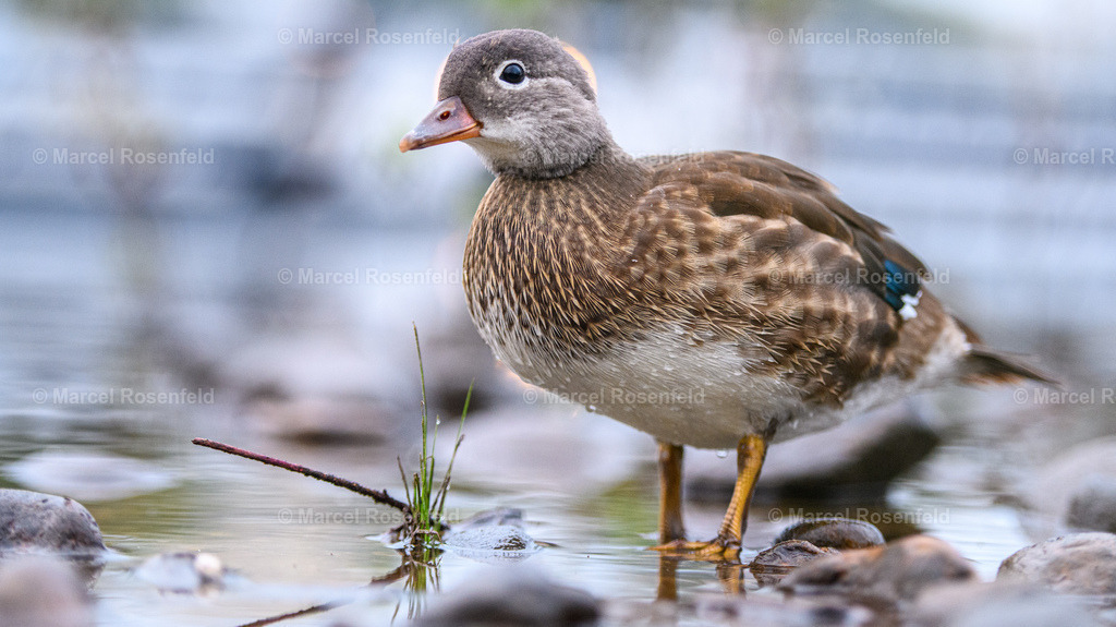 _DSC7738 | foto-rosenfeld