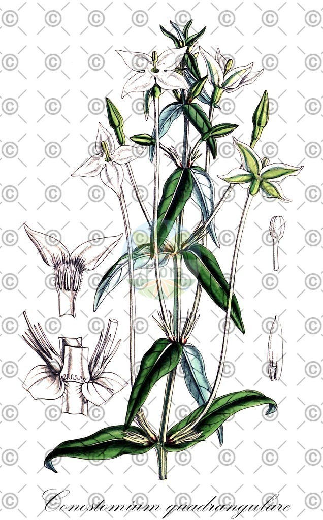 HistAbb_wfo-0001180906_1_ENZY_Simple | Historische Abbildung von Conostomium quadrangulare - Rubiaceae | Historical Illustration of Conostomium quadrangulare - Rubiaceae