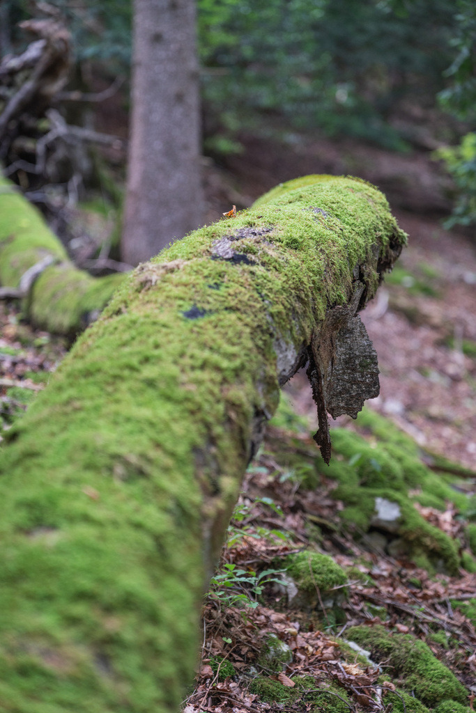 ZD250916093336 | Fotoshop von zweidimensional Fotografie. Ihr Fotograf im Aargau. Abzüge von Ihrem Fotobox Event bestellen.Abzüge von Ihrem Hochzeit bestellen.Abzüge von Ihrem Schulfotograf bestellen.