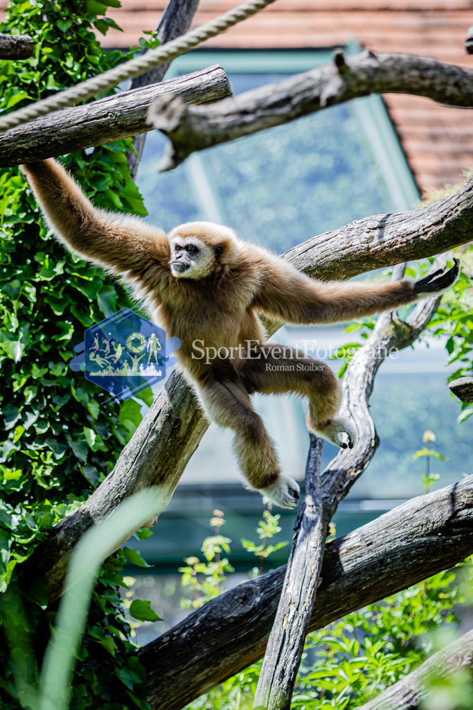 IMG_6720 | SportEventFotografie - Roman Stoiber