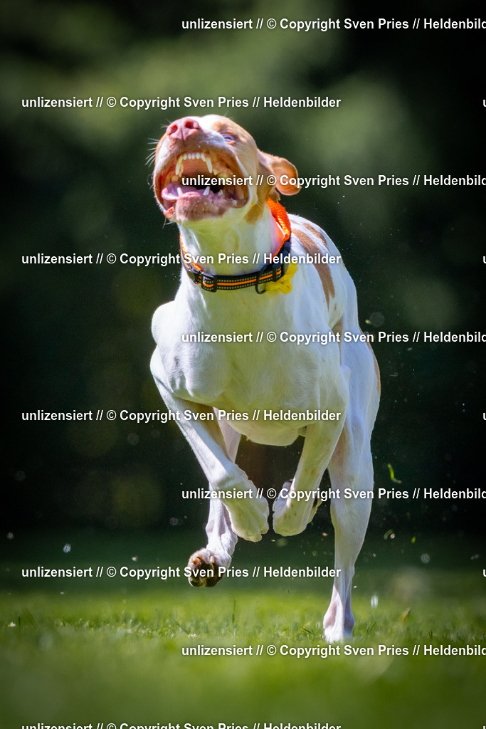 Sven Pries | 2025-08-10 - Hunderennen Durlach - Realisiert mit Pictrs.com