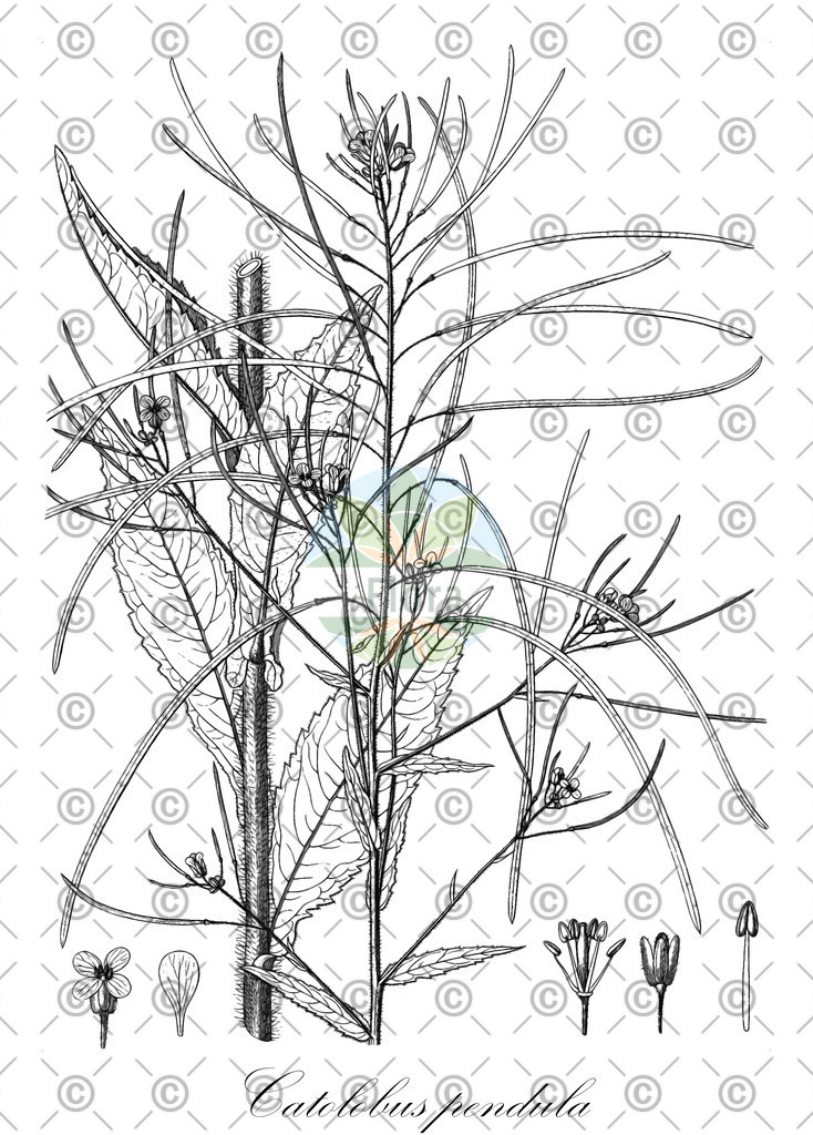 HistAbb_30298_1_SIMPLE | Historische Abbildung von Catolobus pendula - Brassicaceae | Historical Illustration of Catolobus pendula - Brassicaceae