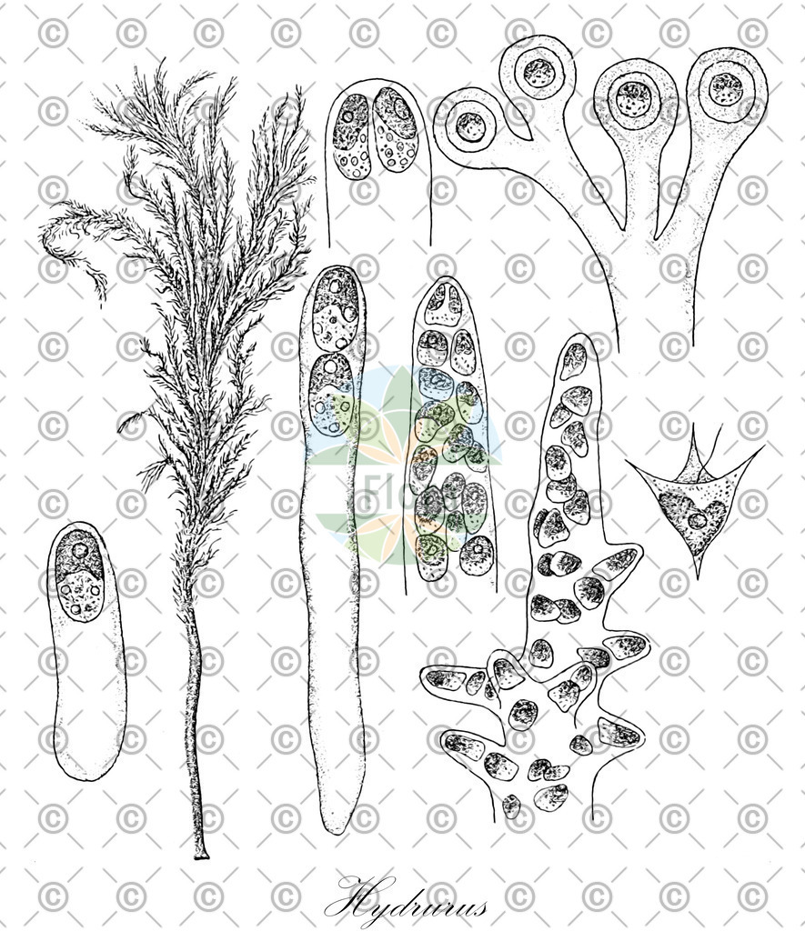 HistAbb_4ZWT_1_ENZY_Simple | Historische Abbildung von Hydrurus - Hydruraceae (0) | Historical Illustration of Hydrurus - Hydruraceae (0)