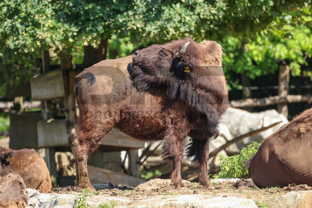 Bisons at Tierpark Herberstein // Bisons im Tierpark Herberstein | Bisons at Tierpark Herberstein in Styria, Austria. The scene shows the powerful animals in their enclosure and highlights their impressive appearance, calm presence and natural behavior in the zoo environment. // Bisons im Tierpark Herberstein in der Steiermark, Österreich. Die Szene zeigt die kraftvollen Tiere in ihrem Gehege und hebt ihr eindrucksvolles Erscheinungsbild, ihre ruhige Präsenz und ihr natürliches Verhalten im Tierpark hervor. - Realisiert mit Pictrs.com