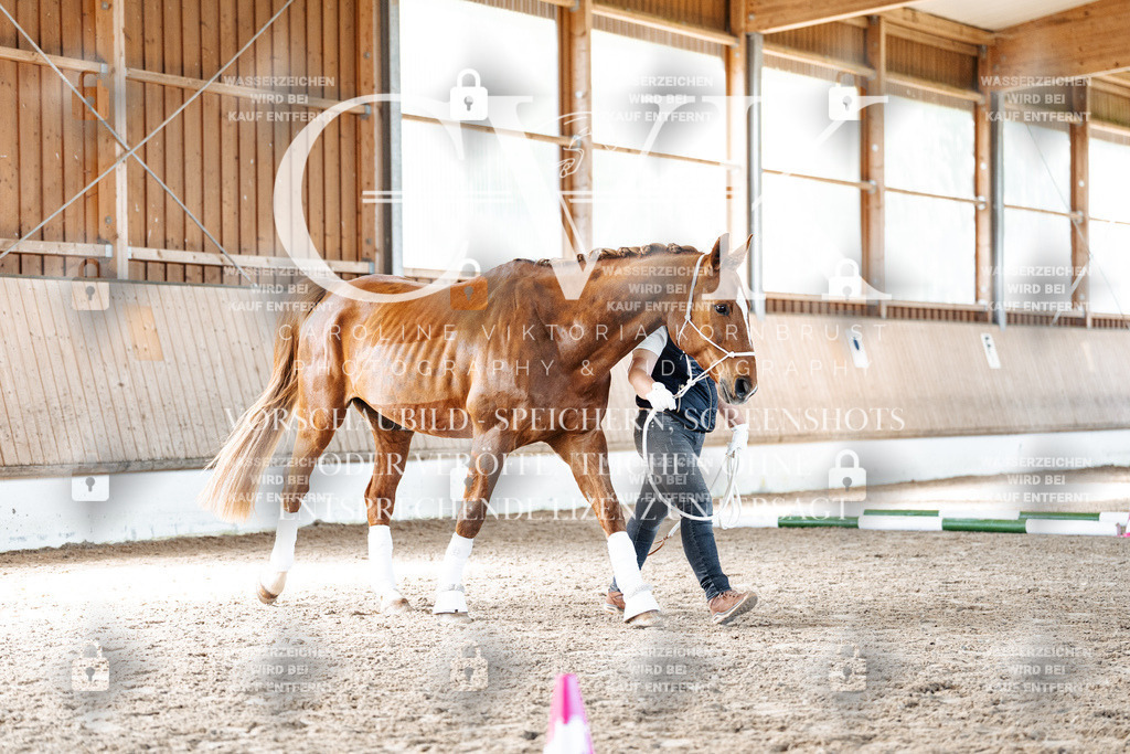 CK906128 | Turnierfotografie Pferdefotografie Trier Rheinland-Pfalz Pferdesport Reitsport Tierfotografie Sportfotografie Pferdevideo Pferdevideografie Equestrianvideography equestrianphotography  - Realisiert mit Pictrs.com