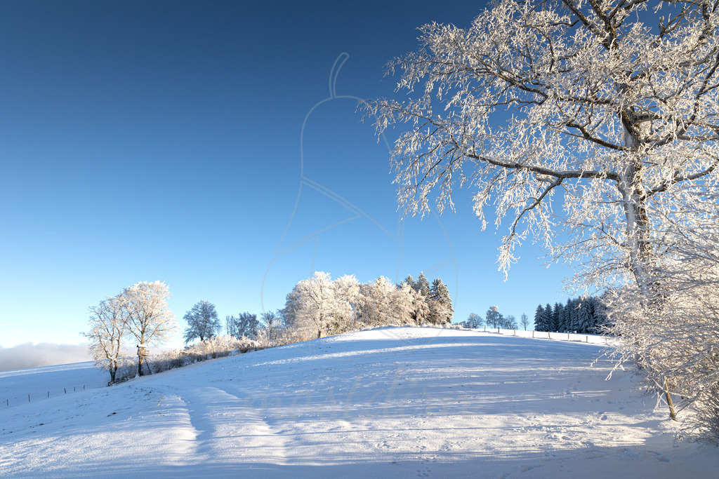 Winterwonderland Randegg | Ihre Fotografin im Lungau, ihre Fotografin im Mostviertel, Wandbilder Onlineshop, Imagefotos für Ihr Unternehmen,  - Realisiert mit Pictrs.com