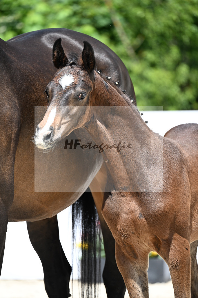 V-Power x Sir Donnerhall I_HF_ZG Elitefohlen Schuster_13251137 | hf-fotografie - Realizzato con Pictrs.com