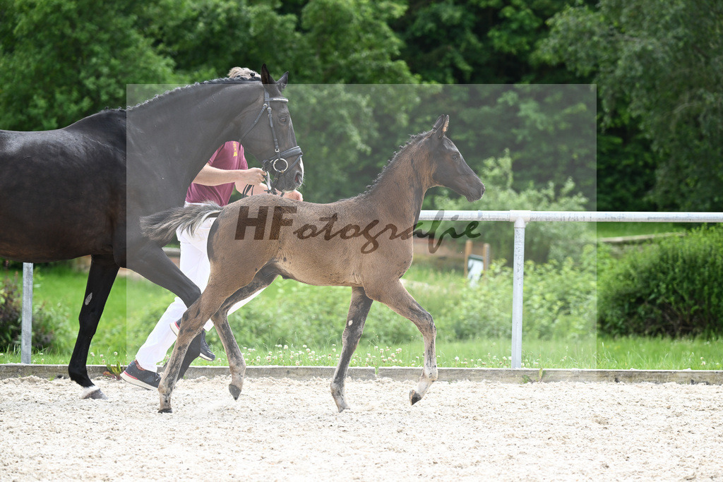 Diamant de Plaisir x Stakkato Gold_HF_Joas_20240282 | hf-fotografie - Realisiert mit Pictrs.com