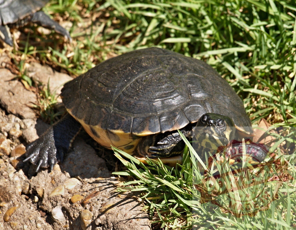 Turtle walking on grass and rocks near another turtle | Turtle walking on grass and rocks near another turtle's claws - Realisiert mit Pictrs.com