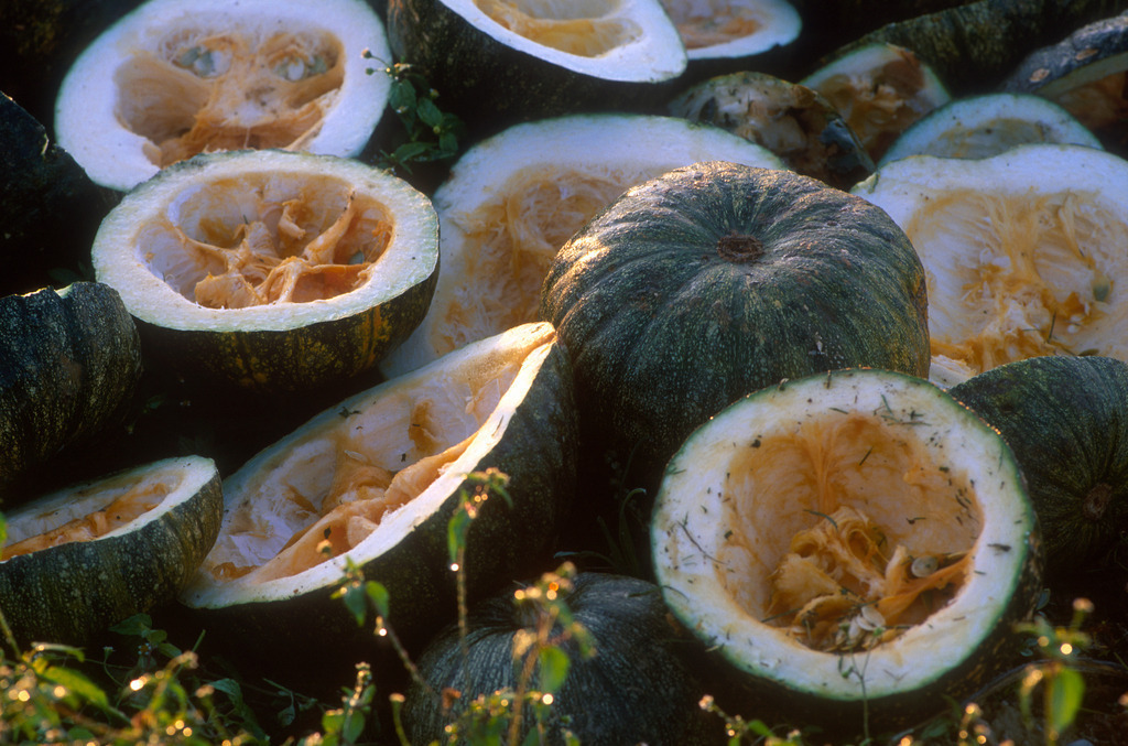 Kuerbis ausgehoelt | Straden, Austria - December 09, 2009: Kuerbis ausgehoelt. - Realisiert mit Pictrs.com