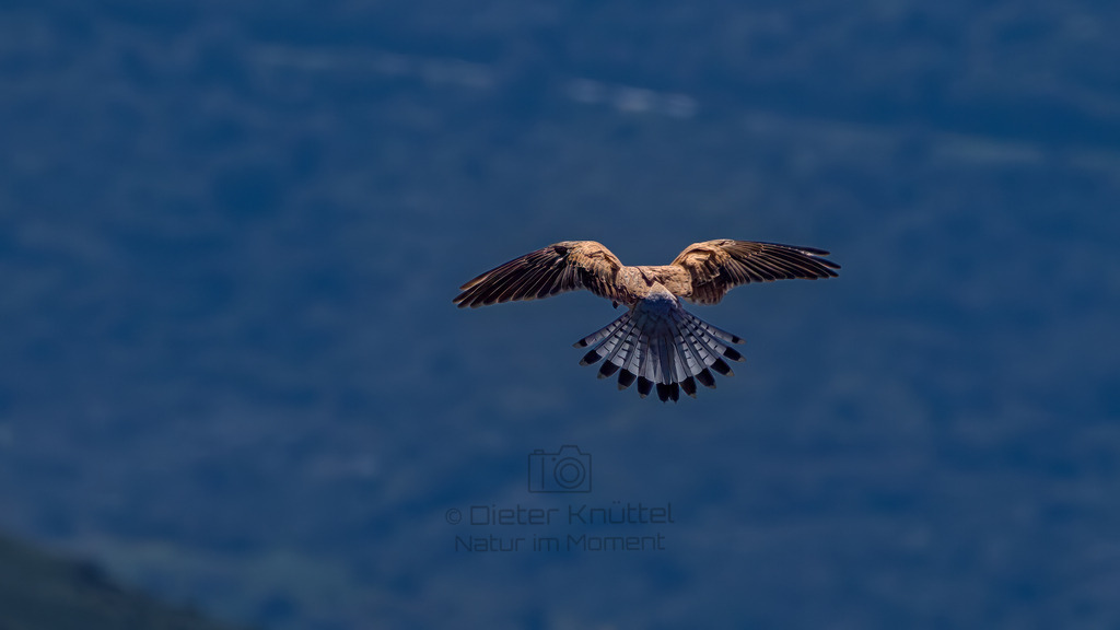 P1612751-Verbessert-RR-Bearbeitet-2023-LR | Natur im Moment - Realisiert mit Pictrs.com