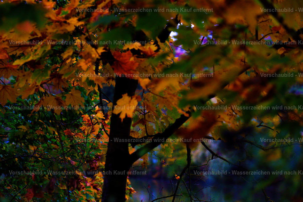 DSC05449 | marcuslinek